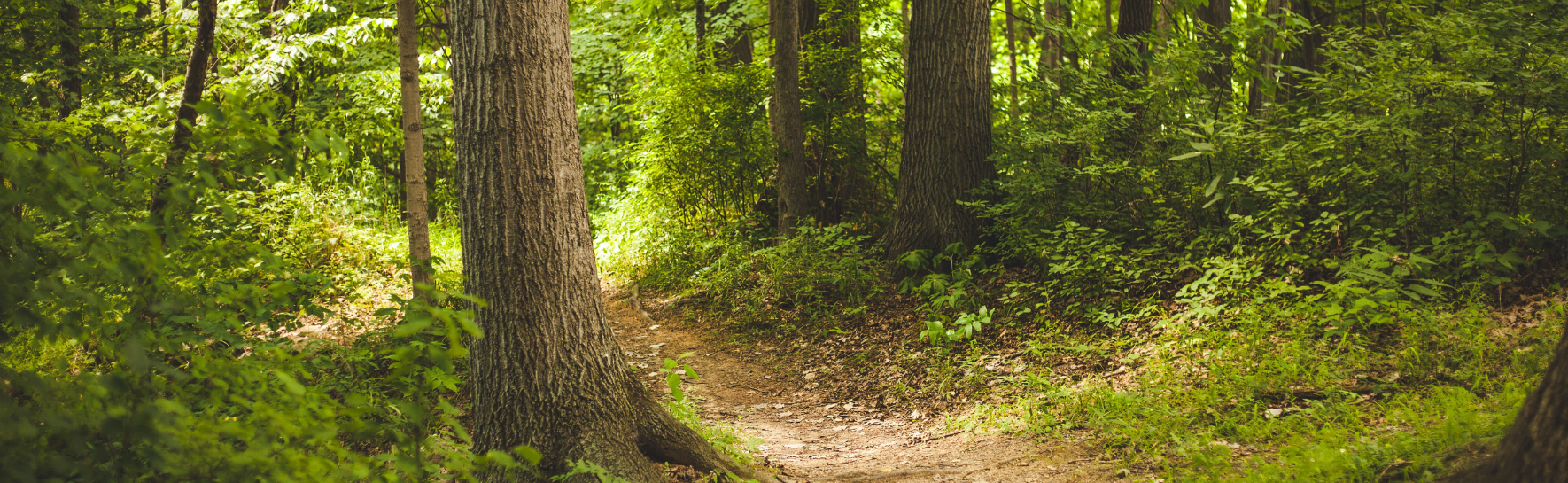 a green forest trail